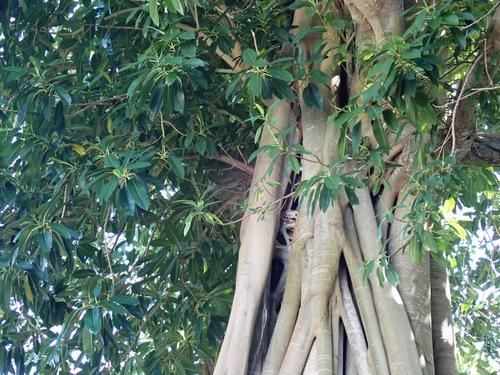 Ficus glandifera observed 2022-01-22