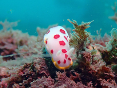 Goniobranchus hunterae