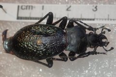 Carabus wittmerorum