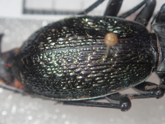 Carabus wittmerorum