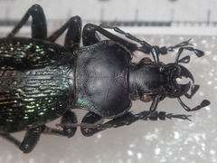 Carabus wittmerorum