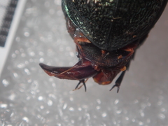 Carabus wittmerorum