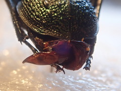 Carabus wittmerorum