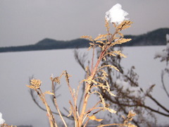 Rhus javanica