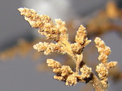 Rhus javanica