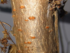 Rhus javanica