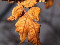Rhus javanica