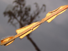 Rhus javanica