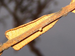 Rhus javanica