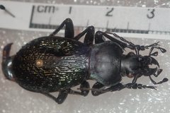 Carabus wittmerorum