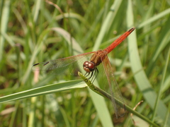 Trithemis pluvialis
