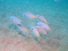 Pseudocaranx