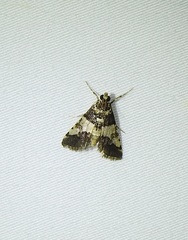 Nacoleia mesochlora