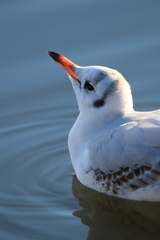 Chroicocephalus ridibundus