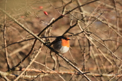 Erithacus rubecula