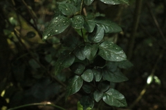 Jasminum singuliflorum