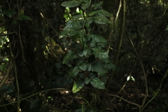 Jasminum singuliflorum