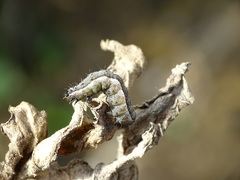 Macdunnoughia confusa