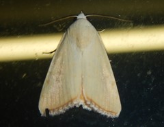 Xanthodes amata