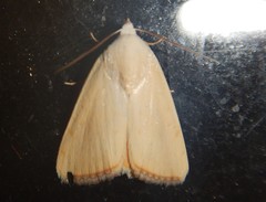 Xanthodes amata