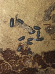 Armadillidium arcadicum