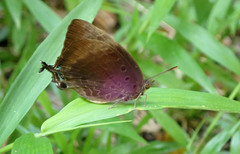 Arhopala madytus
