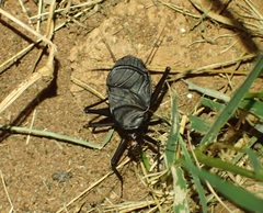 Homoeogryllus orientalis