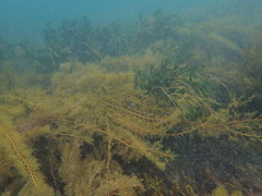 Cystophora moniliformis