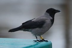 Corvus cornix