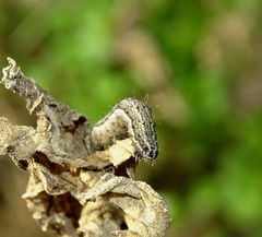 Macdunnoughia confusa