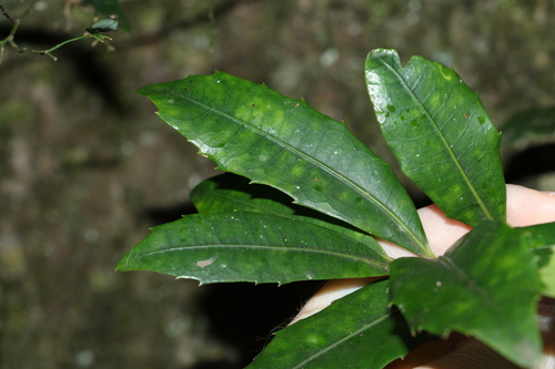 Image of Wilkiea austroqueenslandica by (c) Greg Tasney, some rights reserved (CC BY-SA)