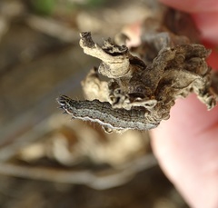 Macdunnoughia confusa