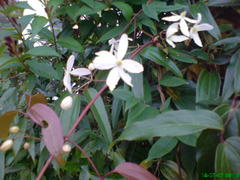 Clematis armandii