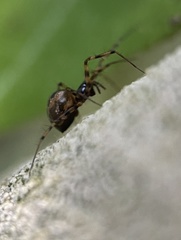 Lepthyphantes minutus