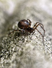 Lepthyphantes minutus