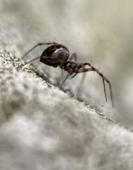 Lepthyphantes minutus