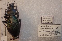 Carabus wittmerorum