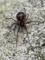 Lepthyphantes minutus