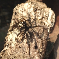Pardosinae