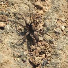 Pardosinae
