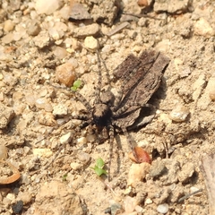 Pardosinae
