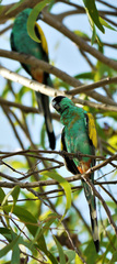 Psephotus dissimilis