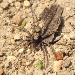 Pardosinae