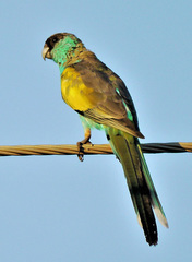 Psephotus dissimilis