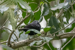 Nigrita canicapillus