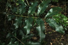 Dysoxylum fraserianum