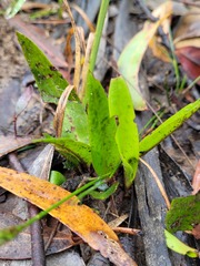 Cryptostylis subulata