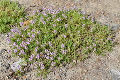 Thymus dzevanovskyi