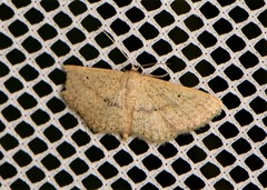 Scopula hypochra