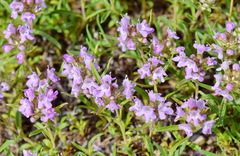 Thymus dzevanovskyi